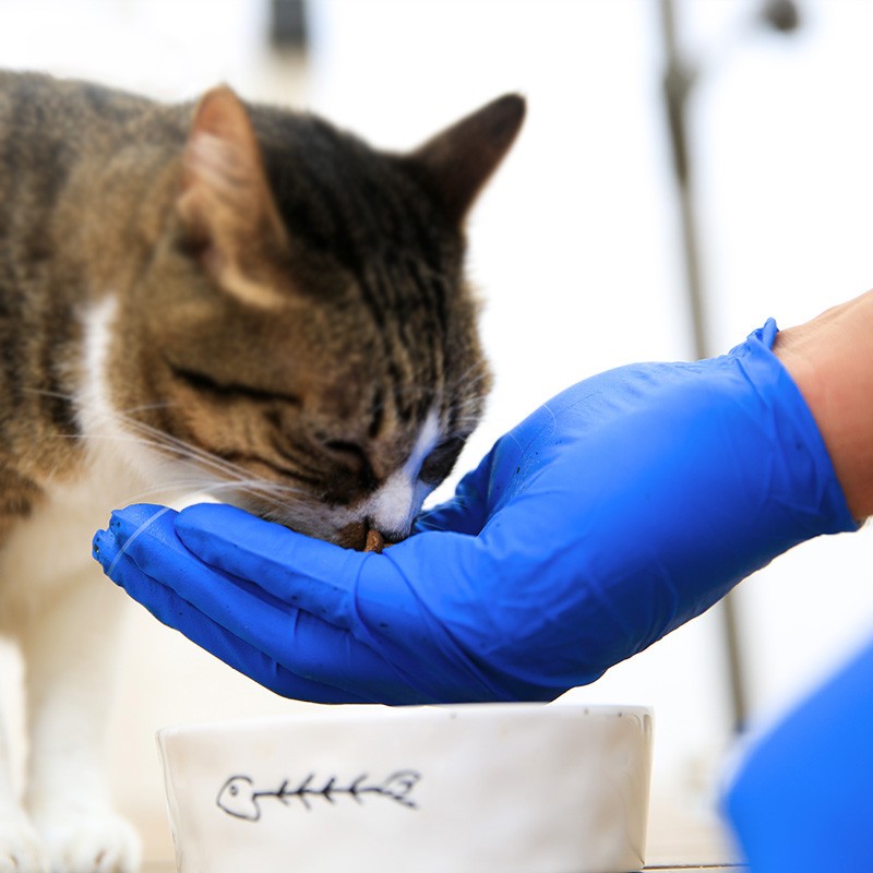 愛(ài)馬斯XNFST42100加厚一次性丁腈手套圖片2 愛(ài)馬斯XNFST42100加厚一次性丁腈手套圖片2