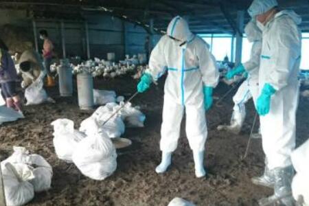 防疫站人員穿戴防護(hù)用品處理禽流感疫情