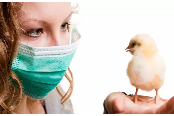 怎樣預(yù)防H7N9禽流感